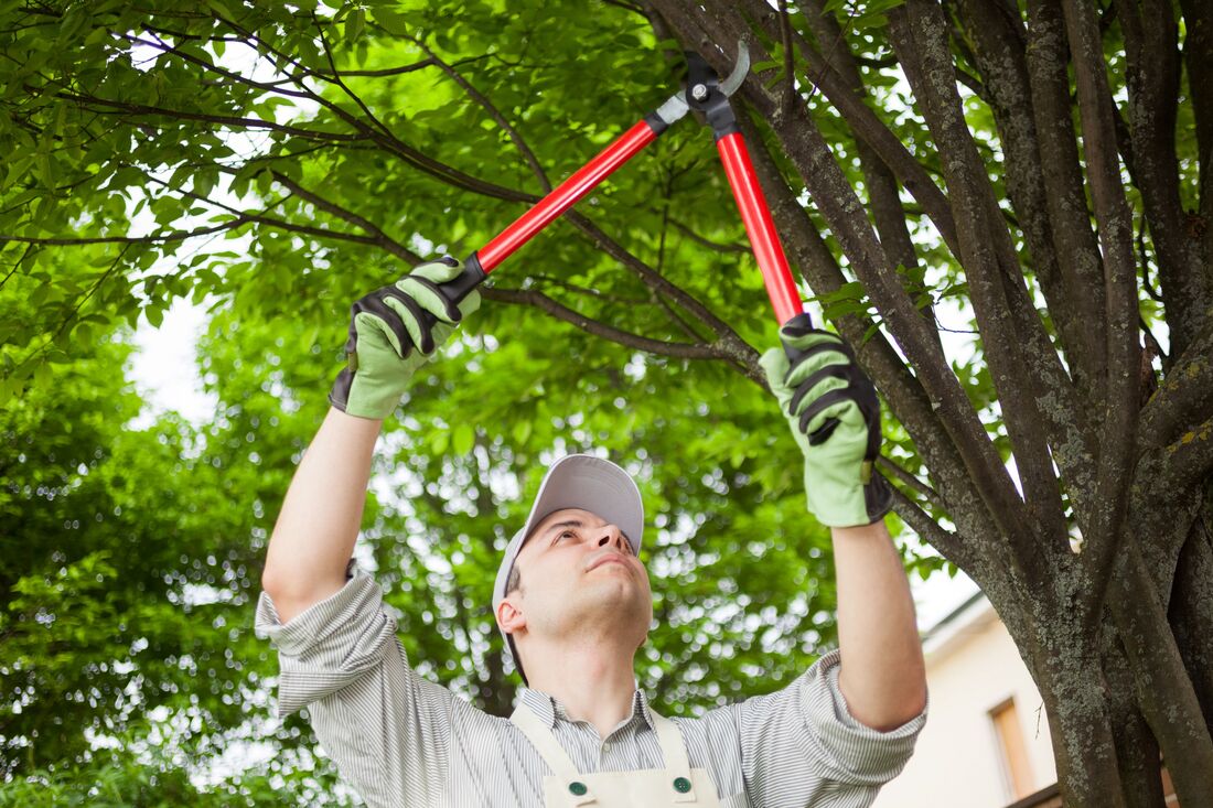 An image of Tree Trimming/Pruning Services in Azusa CA