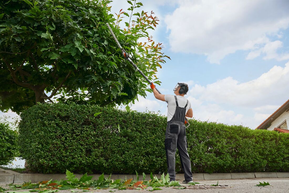 An image of Tree Trimming/Pruning Services in Azusa CA