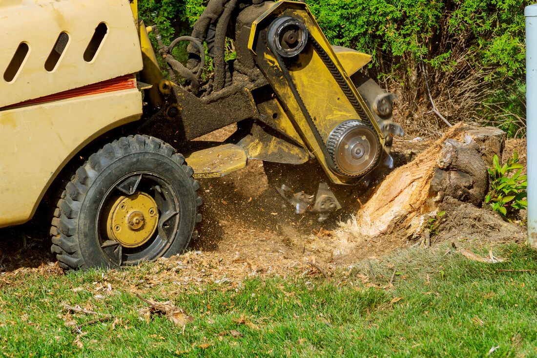 An image of Stump Grinding/Removal Services in Azusa CA