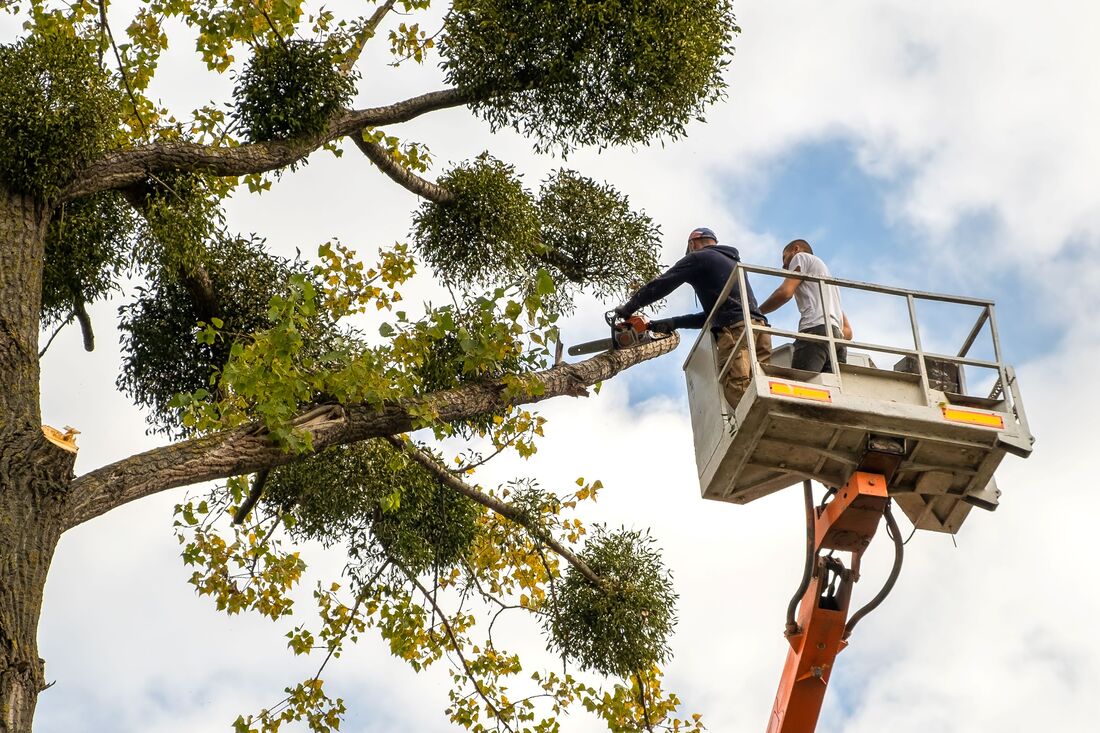 An image of Tree Service Company in Azusa CA