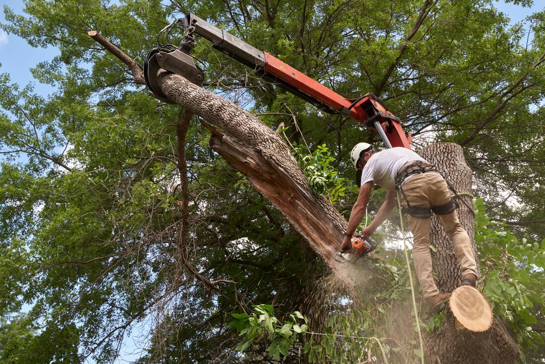 An image of Tree Removal in Azusa CA