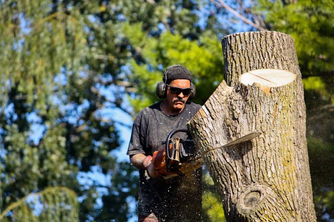 An image of Tree Cutting in Azusa CA